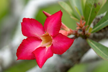 Desert rose flower (Adenium obesum somalense)
