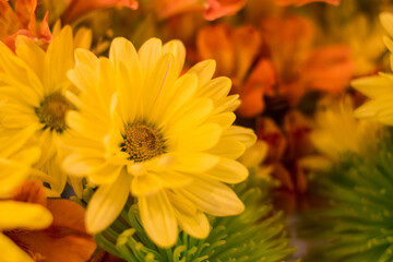 Close up of some Yellow, green and orange flowers for spring season