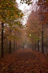 Fototapeta premium Tokyo,Japan-November 18, 2015: Foggy path in autumn in Tokyo 