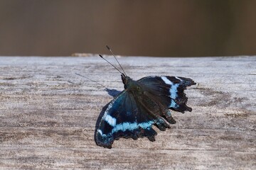 冬の日だまりでのんびりくつろぐルリタテハ
