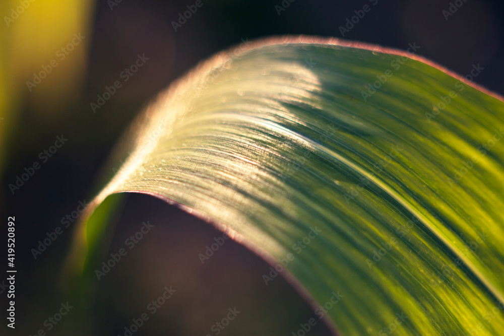 Wall mural corn shining leaf in the field in sunny warm summer evening - close up, nature background with beaut