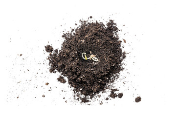 sprouts at dirt heap isolated on a white background. gardening concept. eco conceptual