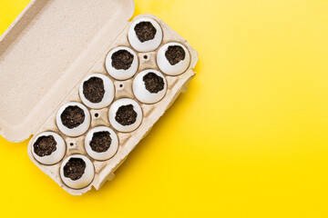 seedlings at egg shell isolated. domestic creative grass growth concept. eco sprouts cultivation conceptual