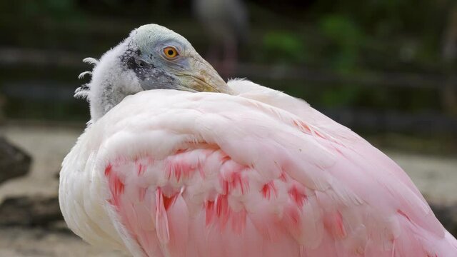 Roseate spoonbill (Platalea ajaja) resting with bill tucked into back feathers - Florida, USA