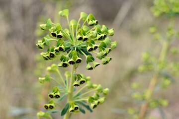 Planta de daphne gnidium en invierno