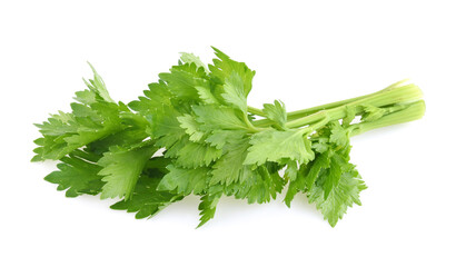 Celery leaf isolated on white background