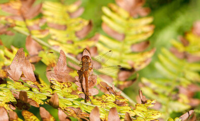 Autumn Meadowhawk on ferns