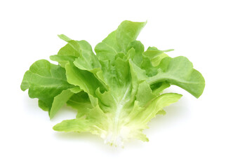 Green oak lettuce leaves isolated on white background