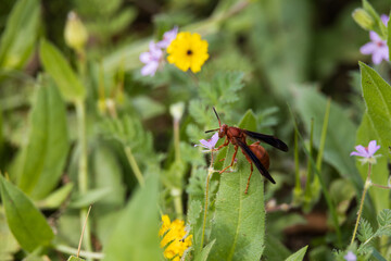 Red Wasp sitting on leaf