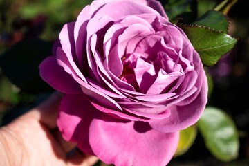 beautiful hybrid tea rose in the garden