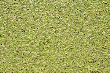 Duckweed 