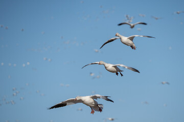 Snow Geese Coming in for a Landing