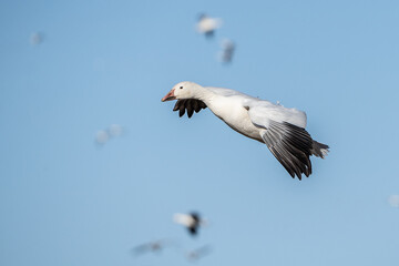 Snow Goose Coming in for a Landing