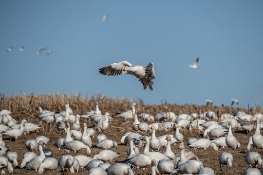 Snow Goose Landing in Corn Field, Lancaster County, Pennsylvania 