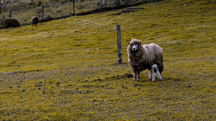 sheep in the field