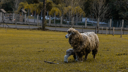sheep in the field