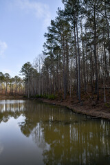 line of tall pine trees reflecting in the pond