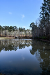 Obraz premium line of tall pine trees reflecting in the pond