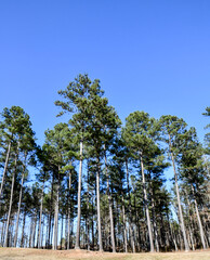 Fototapeta premium Tall pine trees against blue sky in Georgia