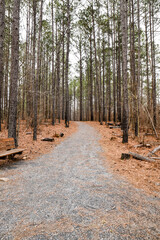 Empty dirt hiking trail through the forest pine trees