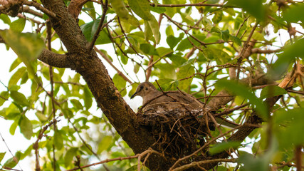 bird in the tree