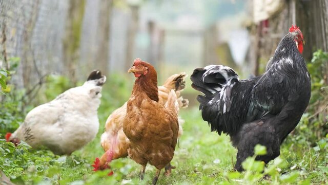 Closeup of domestic chicken feeding on traditional rural barnyard. Hens on barn yard in eco farm. Free range poultry farming concept.