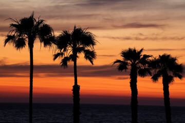 Oceanside Sunset and Palms