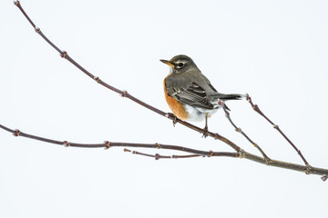 American Robin Resting on Tree Branch in Winter