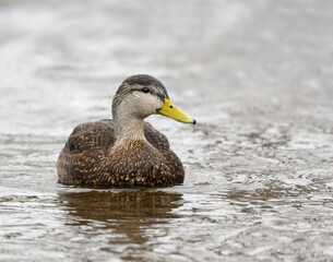 American Black Duck Swimming in River in Winter
