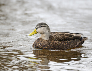 Obraz premium American Black Duck Swimming in River in Winter