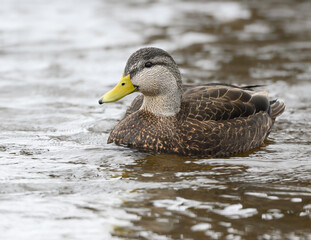 American Black Duck Swimming in River in Winter