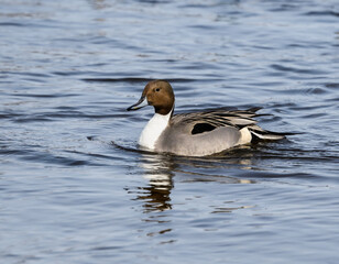 Male Northern Pintail Swimming in River in Winter