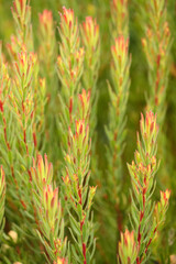 Close up of protea flowers