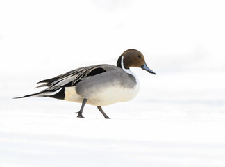Male Northern Pintail Standing on Snow, Portrait in Winter