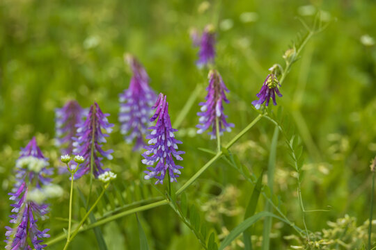 Tufted vetch wildflowers in a field