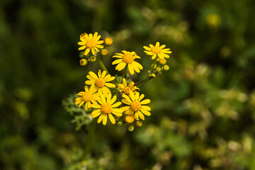 Butterweed wildflower close-up