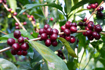 red berries on a branch