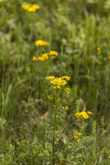 Fototapeta premium Butterweed wildflower close-up 