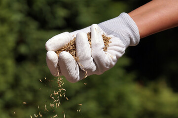 A female gloved hand sowing grass seeds. Establishing a lawn.