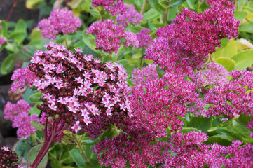 Obraz premium Hylotelephium spectabile is a species of flowering plant in the stonecrop family Crassulaceae, native to China and Korea. Its common names include showy stonecrop, ice plant and butterfly stonecrop.