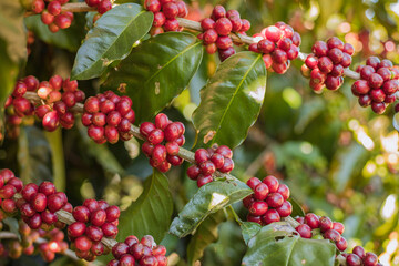 red berries on a branch