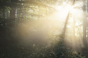 Panoramic view of majestic green deciduous and pine forest in a morning fog. Tree silhouettes. Sun...
