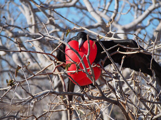 Frigatebird, Galapagos, Ecuador