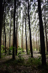 floreciendo entre plantación de pinos