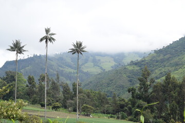 palmas de cera en hermoso paisaje