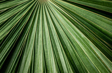 abstract palm leaf texture, dark green foliage nature background