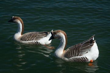 Brown Chinese Geese swimming on a sunny day at the park