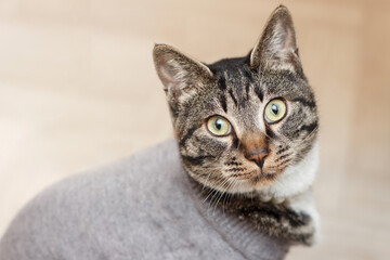 Funny cat in gray sweater sits on the floor close-up.