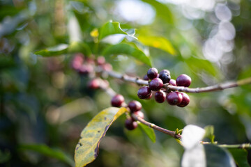 berries on a branch