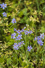 Forget-me-not wildflowers